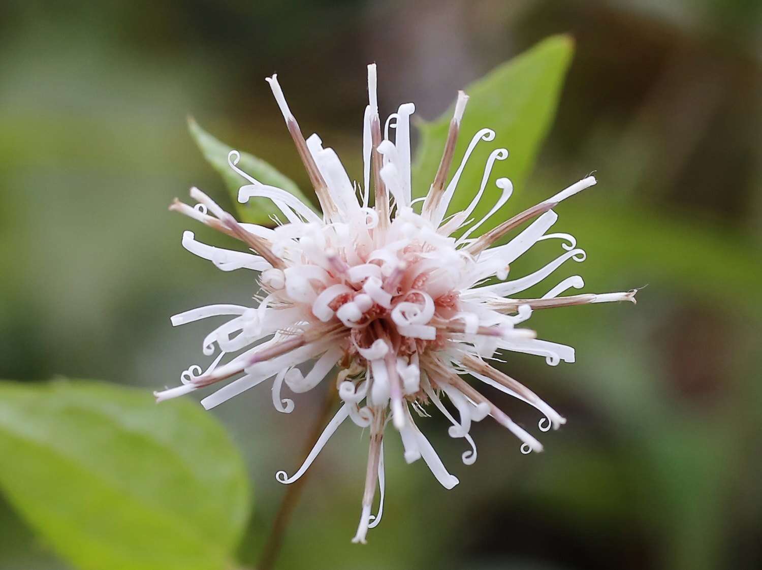 Image of Pertya scandens (Thunb.) Sch. Bip.