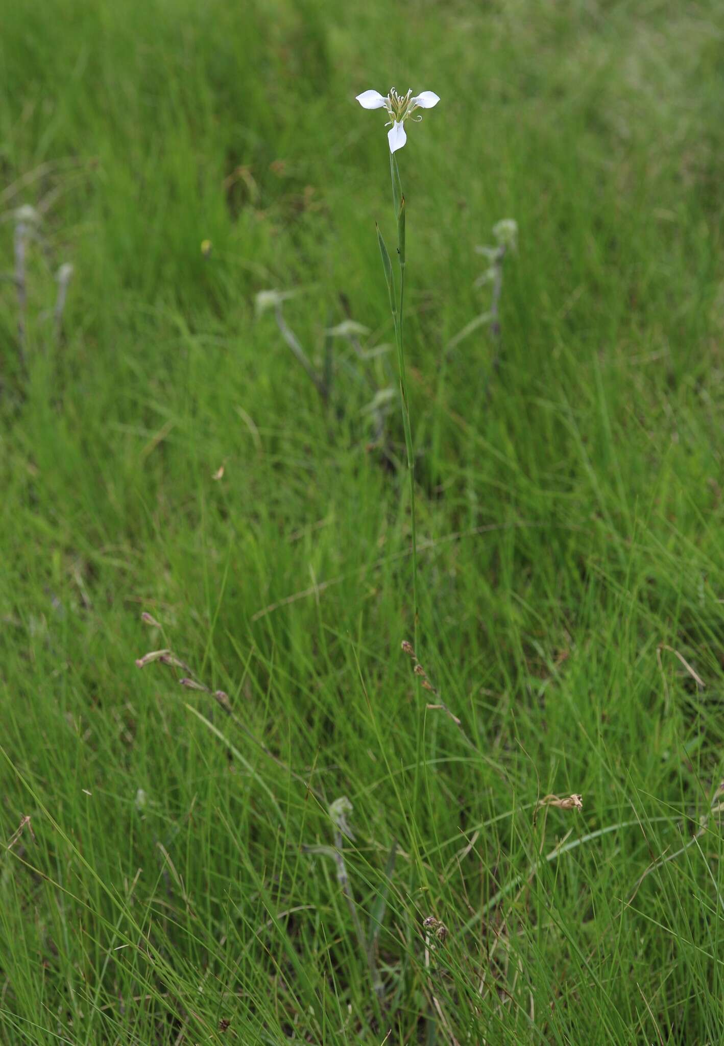 Moraea brevistyla (Goldblatt) Goldblatt resmi