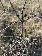 Слика од Olearia adenocarpa Molloy & Heenan