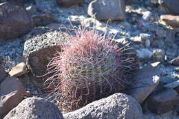 Image of Ferocactus gracilis subsp. tortulispinus