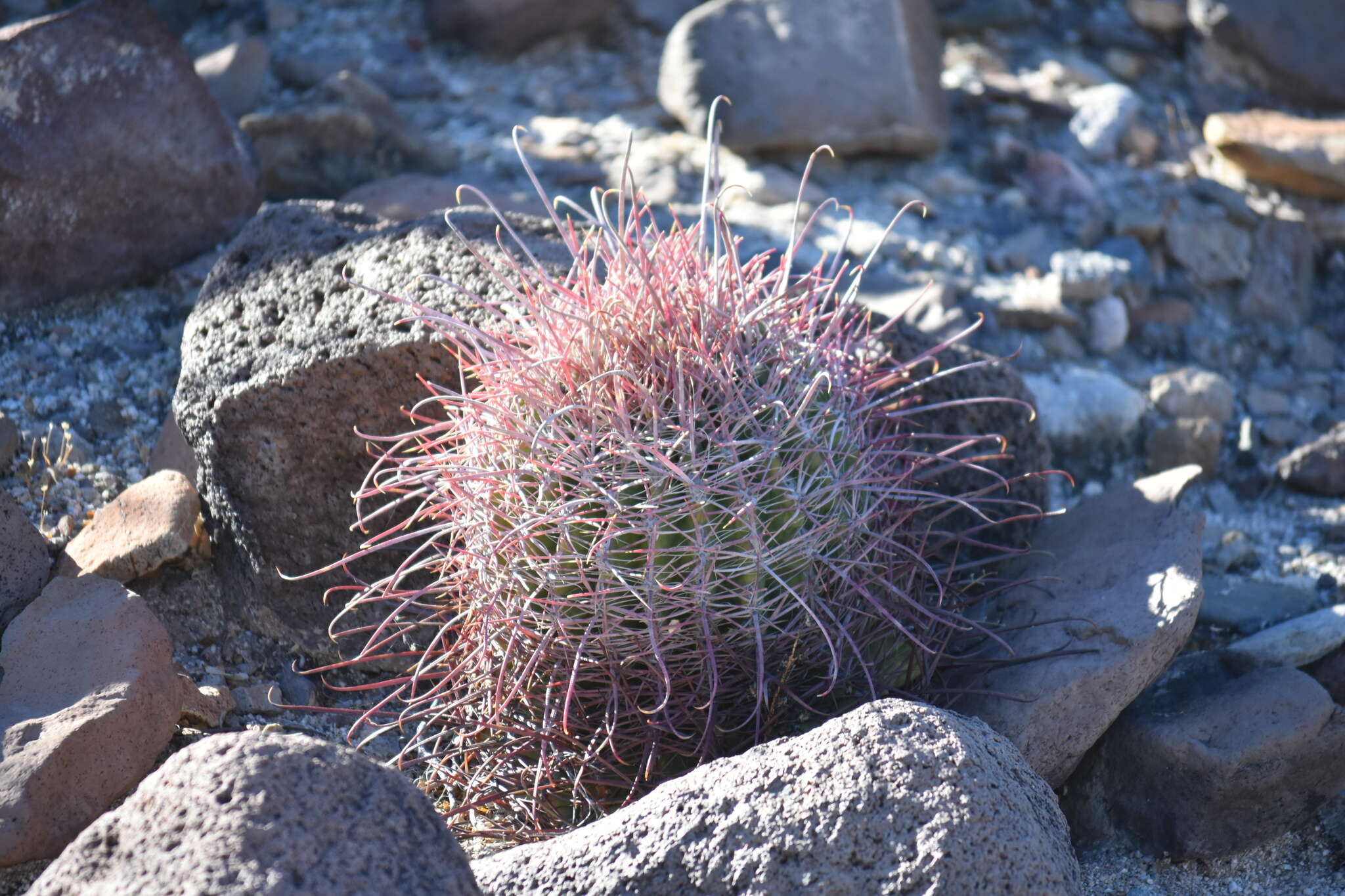 Image of Ferocactus gracilis subsp. tortulispinus