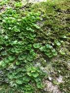 Image of tiny bristle fern