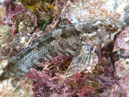 Gilloblennius tripennis (Forster 1801) resmi