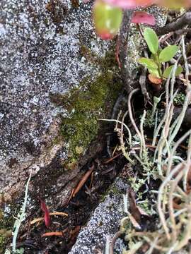 Image of bowl lichen