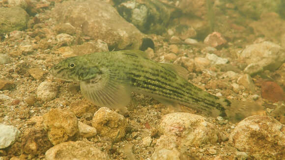 Image of loach gobies