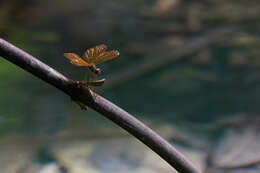 Imagem de Perithemis electra Ris 1930