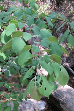 Image of Tilia americana var. mexicana (Schltdl.) J. W. Hardin