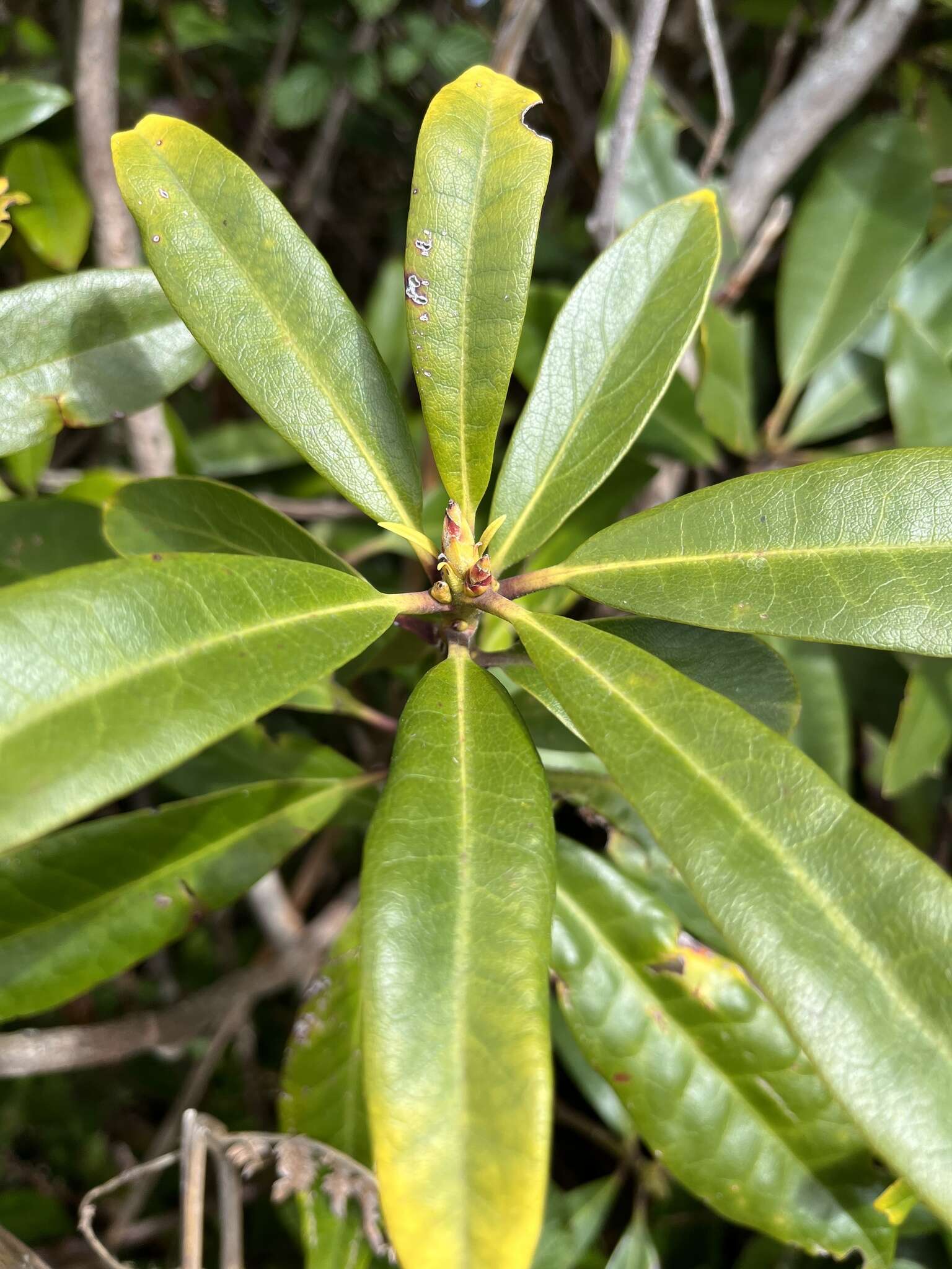 Imagem de Rhododendron ponticum subsp. baeticum (Boiss. & Reuter) Hand.-Mazz.