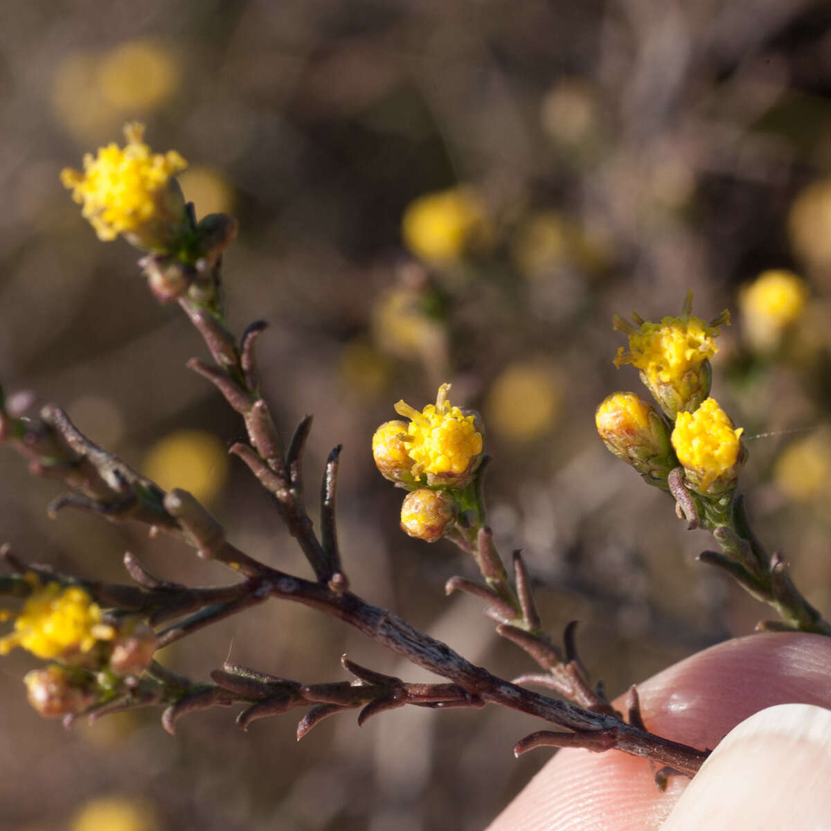 Imagem de Marasmodes polycephalus DC.