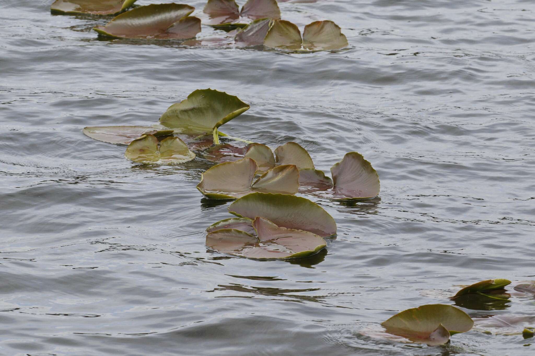 Image de Nuphar polysepala Engelm.