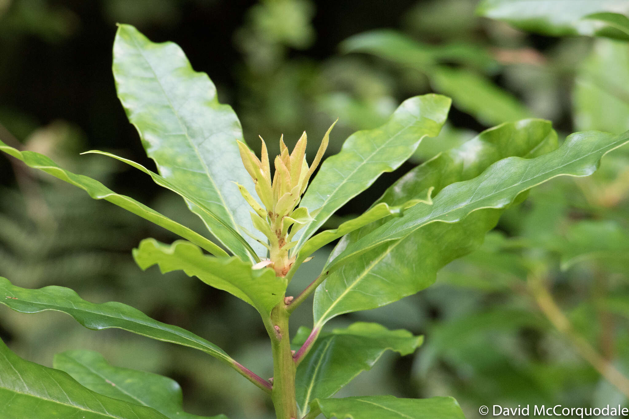 Image of Rhododendron ponticum subsp. ponticum