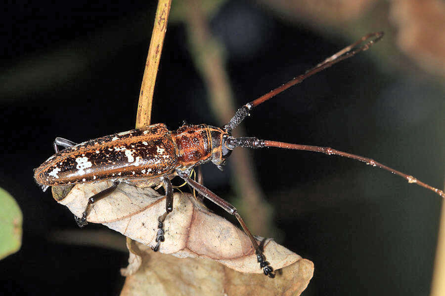 Слика од Taeniotes marmoratus Thomson 1865