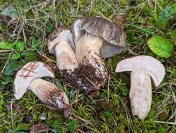 Image of Tylopilus variobrunneus Roody, A. R. Bessette & Bessette 1998