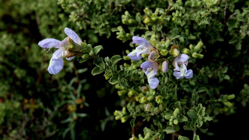 Imagem de Salvia dentata Aiton