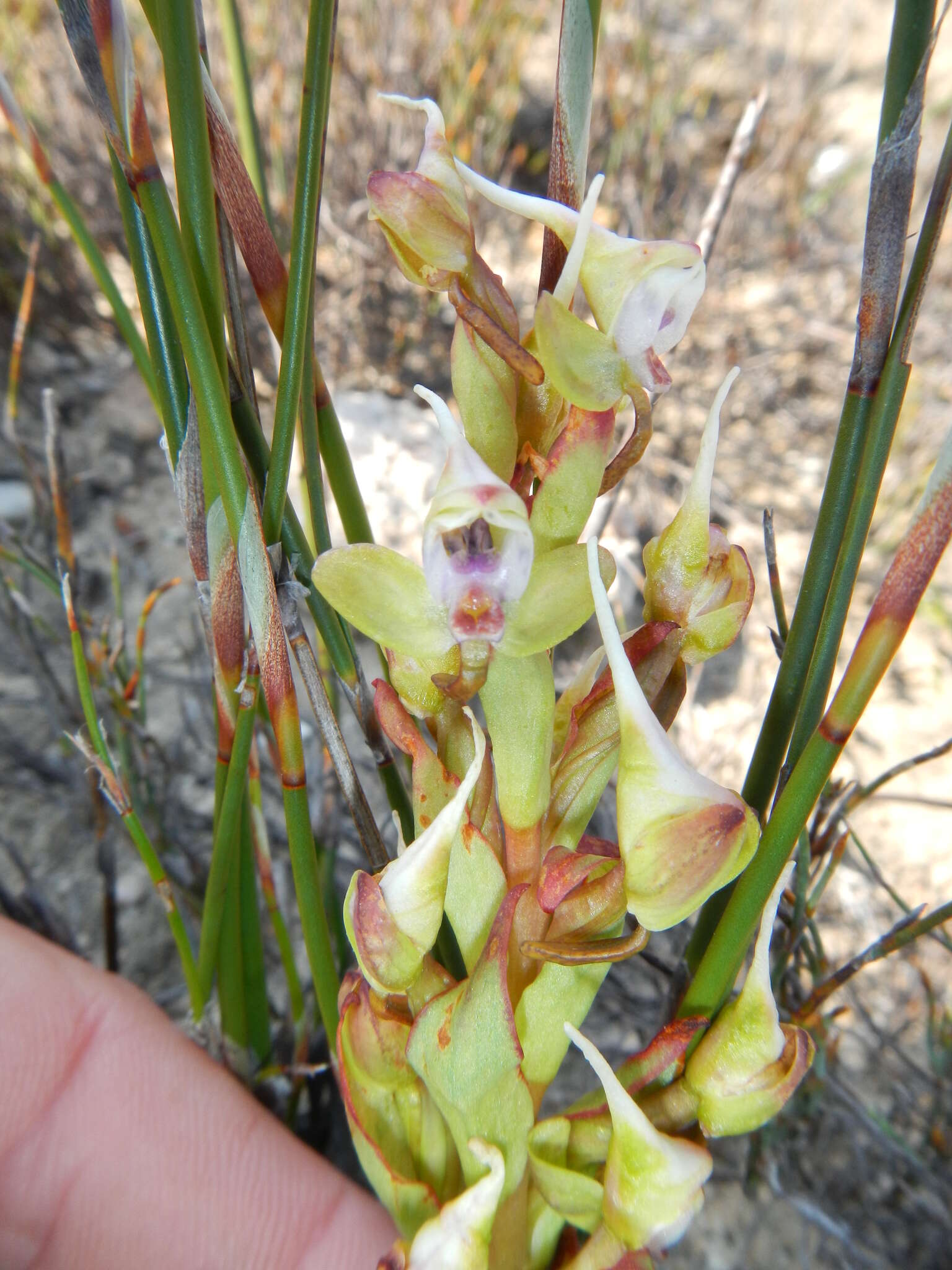 Image of Disa ovalifolia Sond.