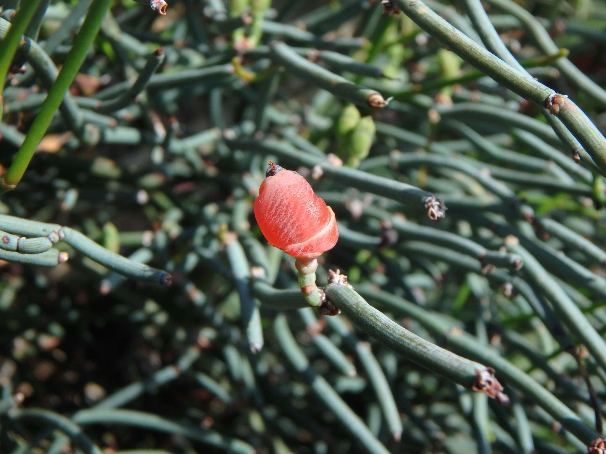 Plancia ëd Ephedra foeminea Forssk.