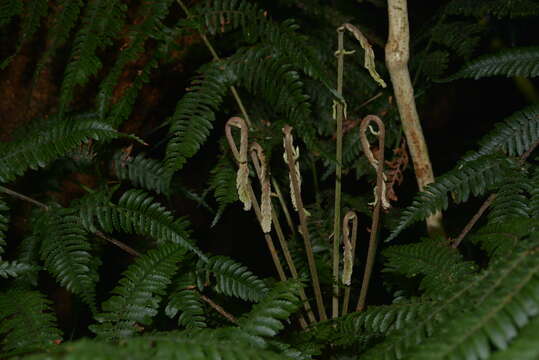 Image of Fijian Tree Fern