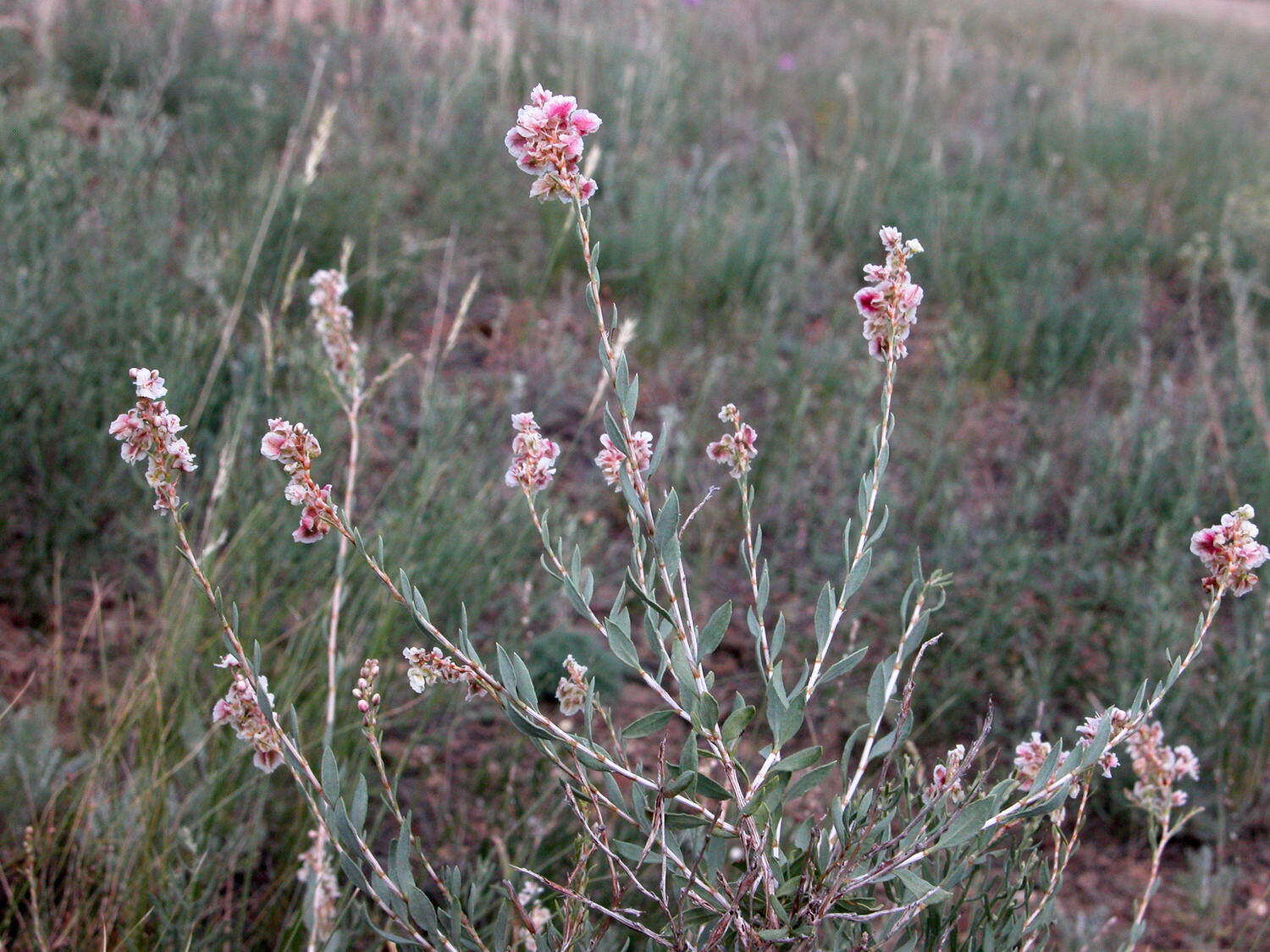 Image of Atraphaxis frutescens (L.) Ewersm.