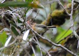 Image of Cinnamon-breasted Tody-Tyrant