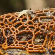 Image of Pretzel slime mold