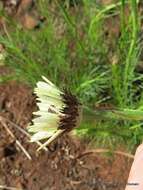 Image of Wild ox-eye daisy