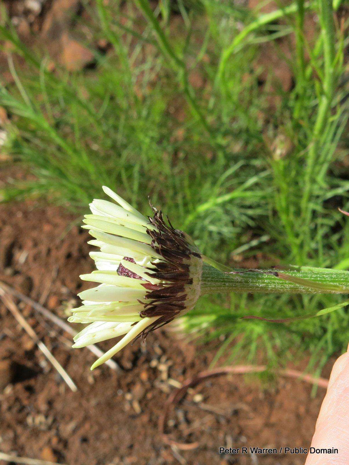 Callilepis leptophylla Harv.的圖片