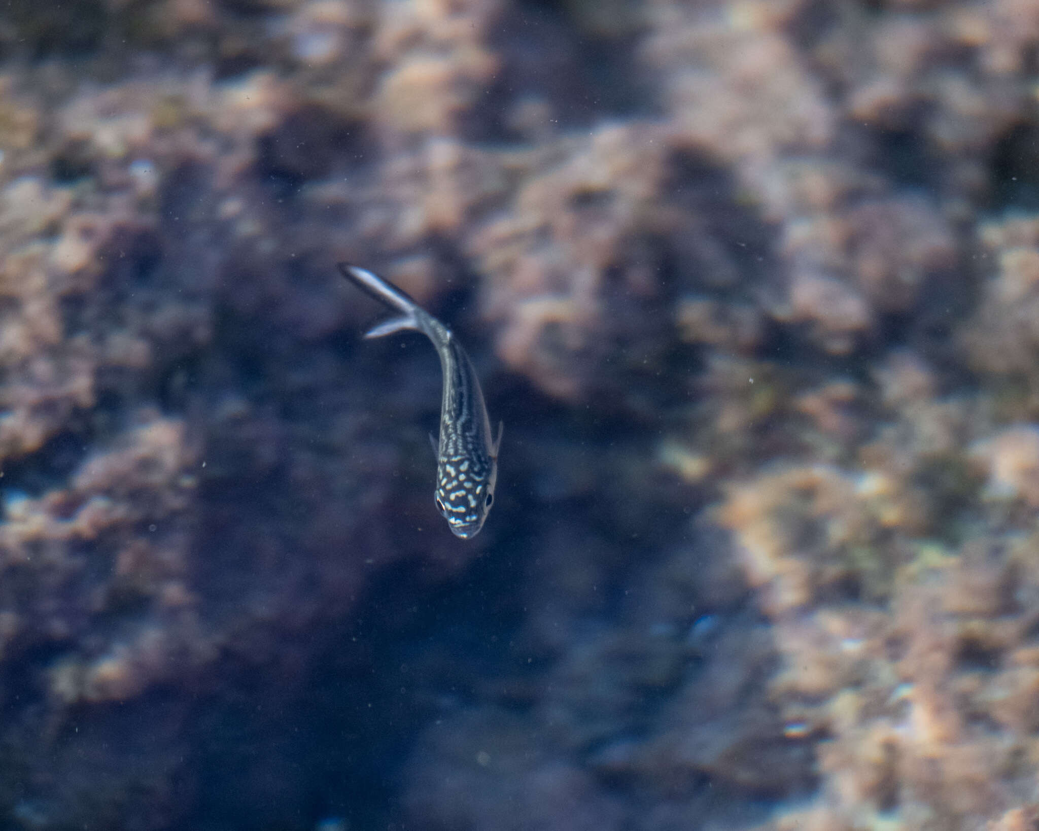 Image of Hawaiian flagtail