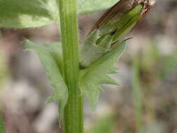 Image of Vicia johannis Tamamsch.