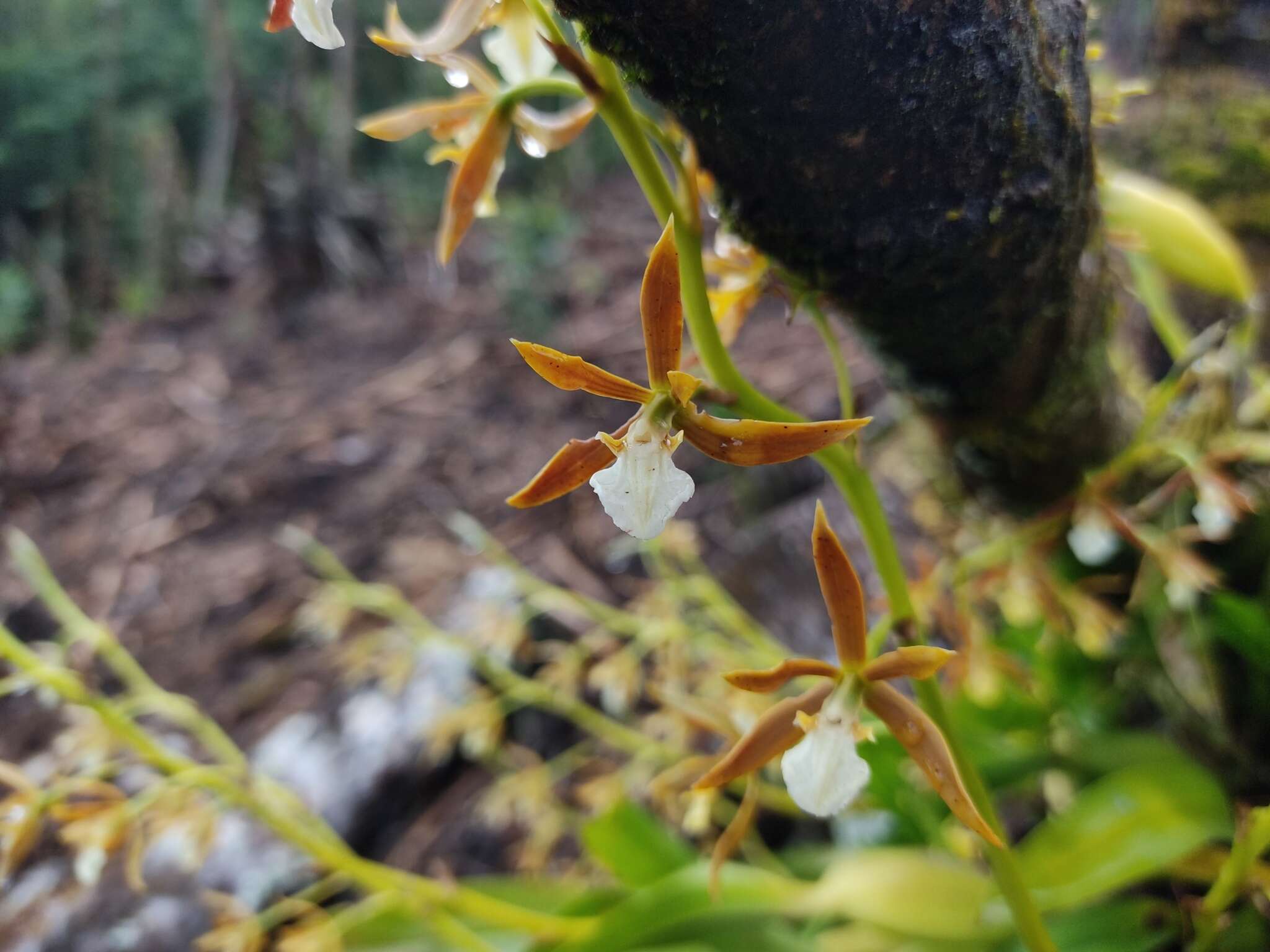 Plancia ëd Prosthechea greenwoodiana (Aguirre-Olav.) W. E. Higgins