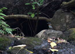 Image of White-bellied Blue Flycatcher