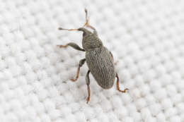 Image of Clover Seed Weevil