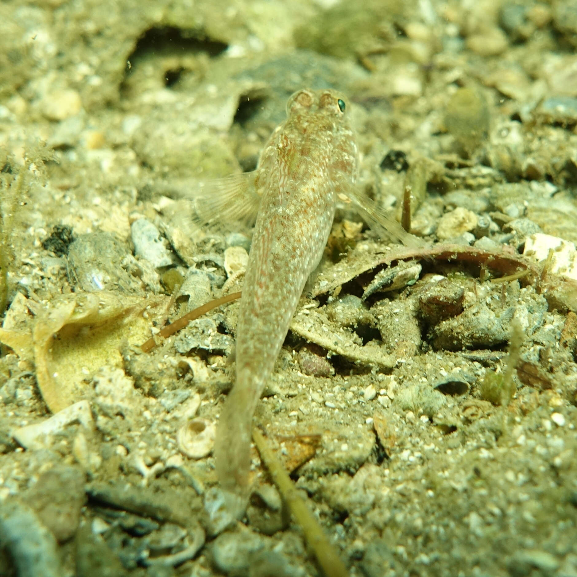 Image of Nesogobius greeni Hoese & Larson 2006