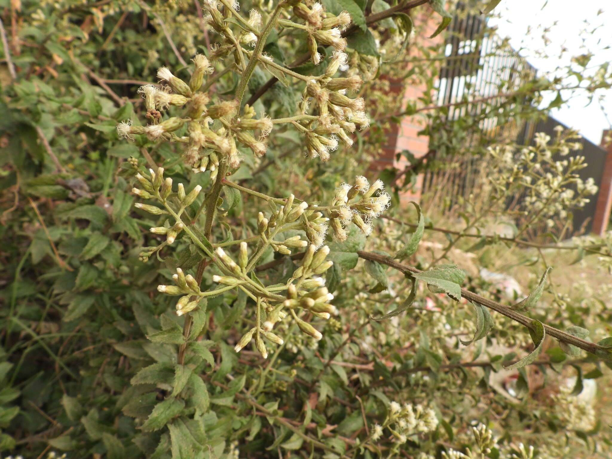 Image of Baccharis racemosa (Ruiz & Pav.) DC.