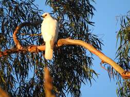 Image de Autour blanc