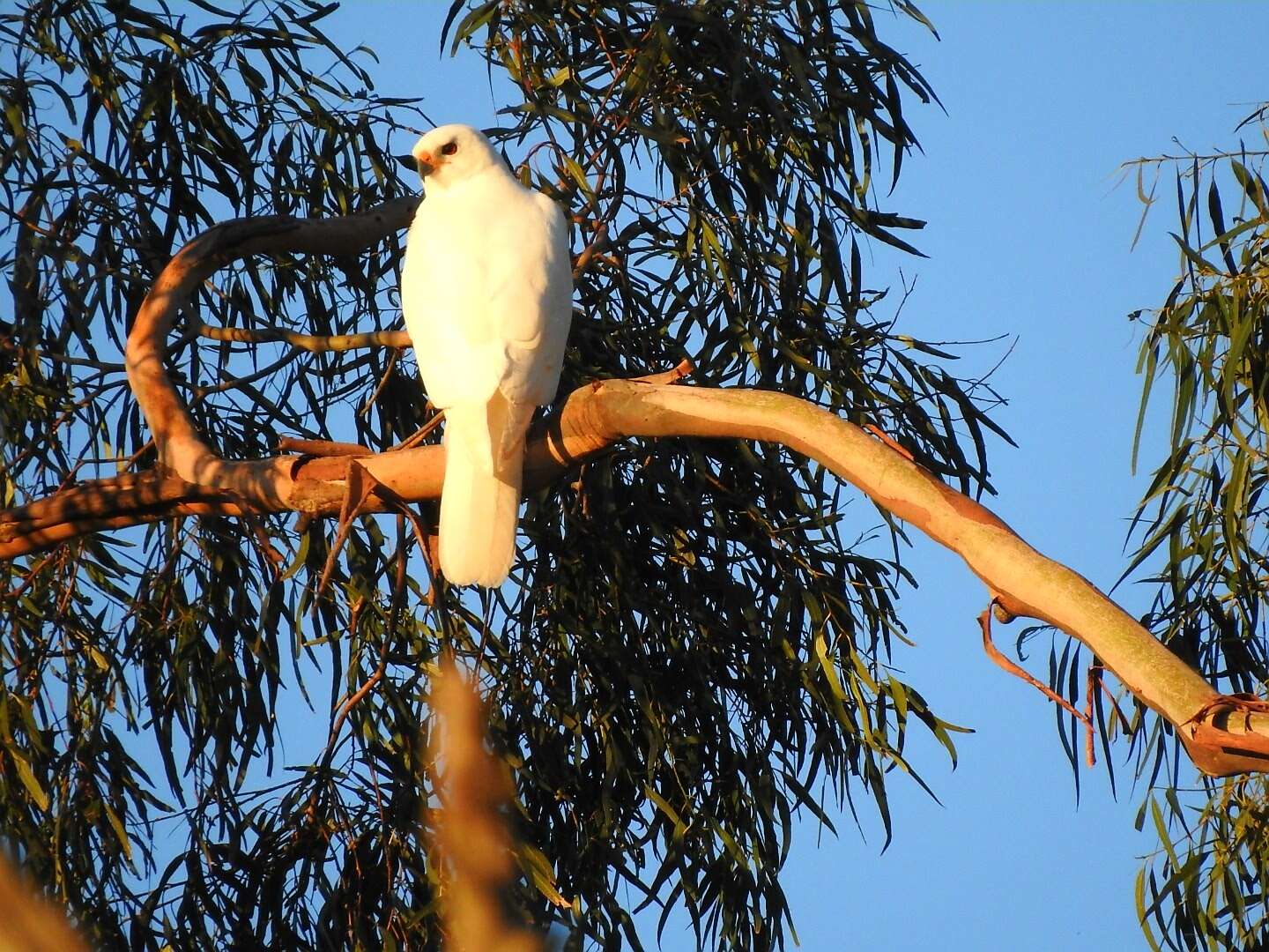 Image de Autour blanc