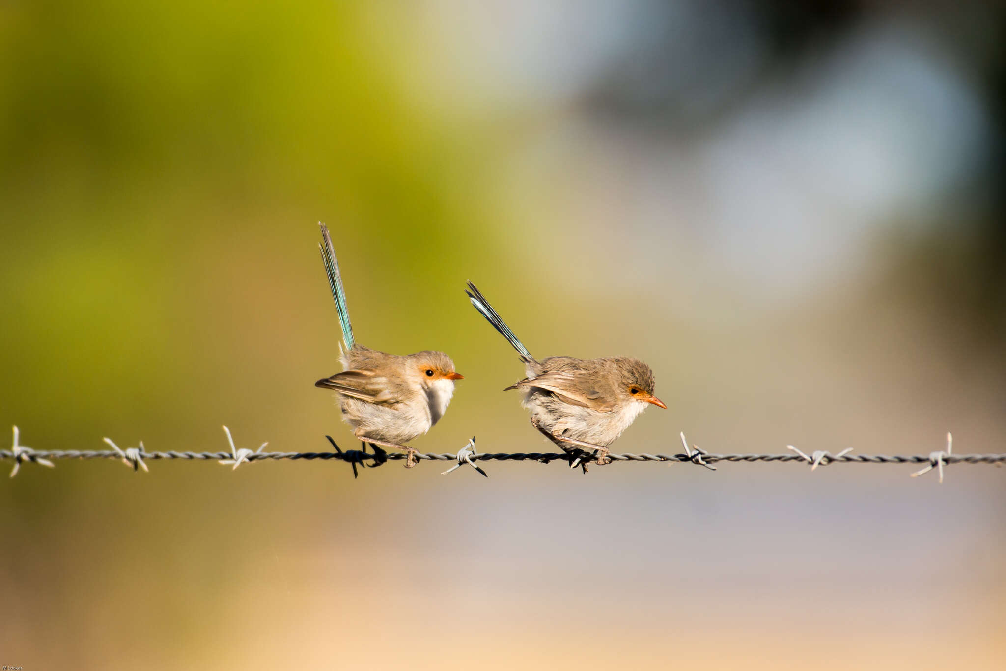 Image of Blue-breasted Fairy-wren