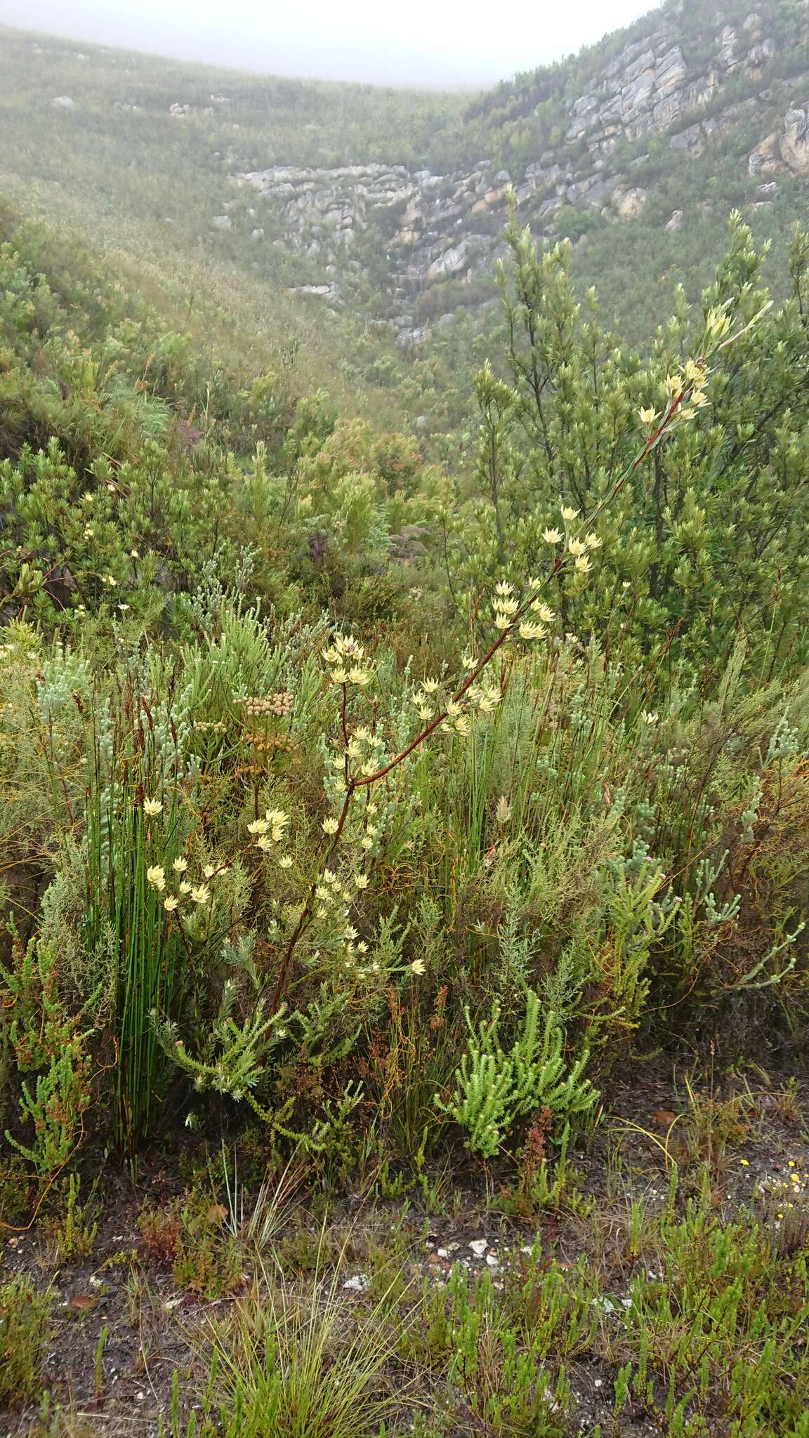 Image of Leucadendron uliginosum subsp. uliginosum