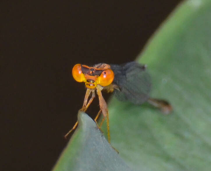 Image of Florida Bluet