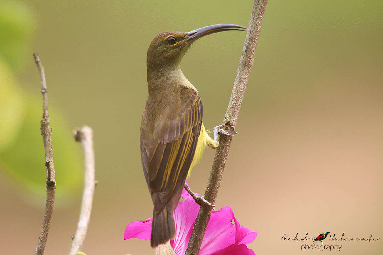 Image of Thick-billed Spiderhunter