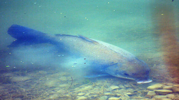 Image of Smallmouth Buffalo