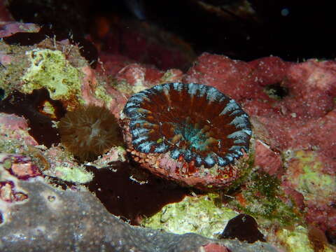 Image of Large polyp hard coral