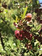 Image of wedge-leaf hopbush