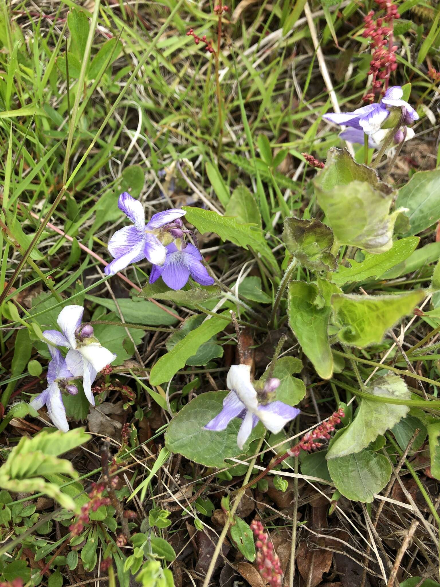 Image of common blue violet