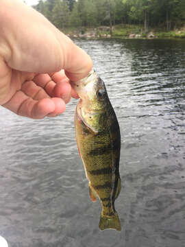 Image of Yellow Perch