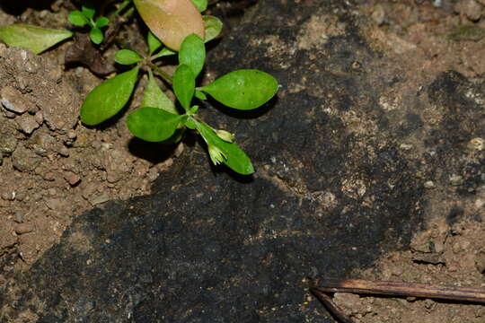 Imagem de Trigastrotheca pentaphylla (L.) Thulin