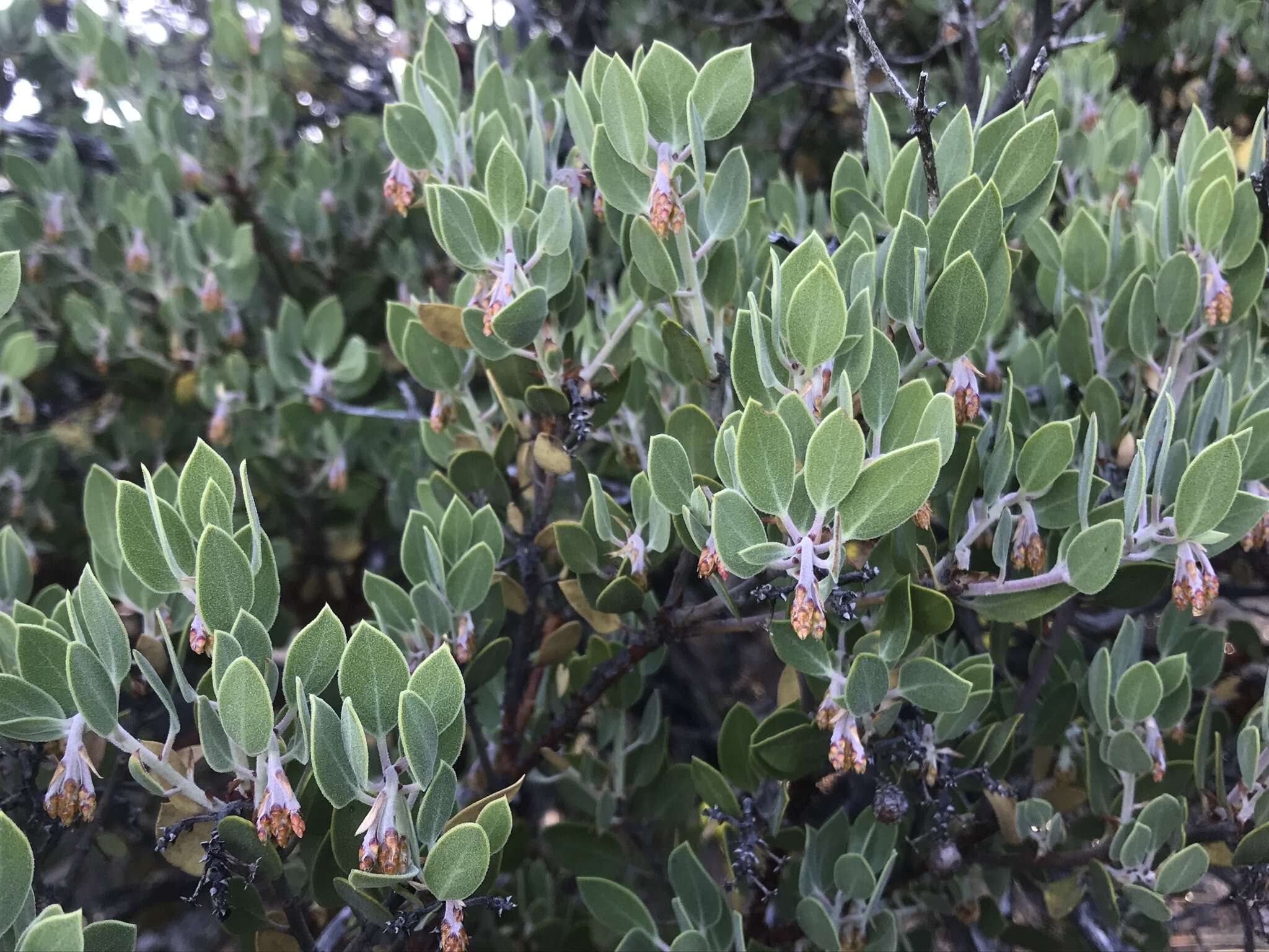 Слика од Arctostaphylos hookeri subsp. montana (Eastw.) P. V. Wells