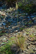 Image of serpentine reedgrass