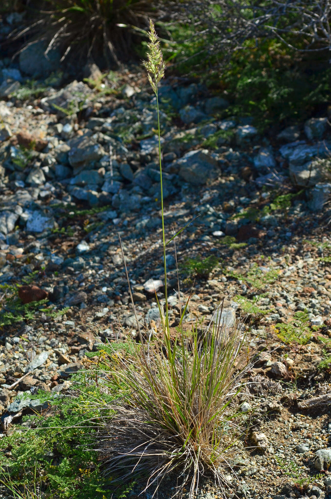 Image of serpentine reedgrass