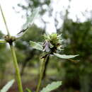 Image of Ajuga robusta Baker