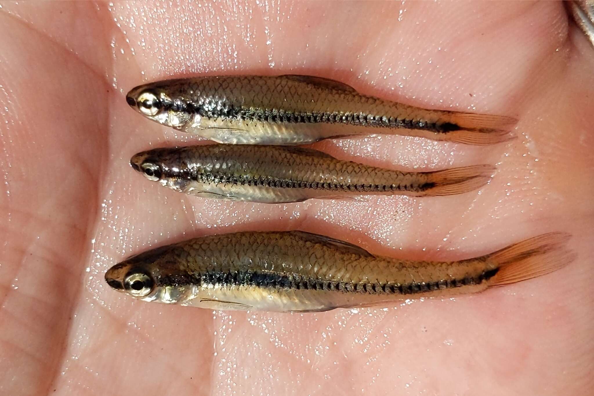 Image of Bridle Shiner